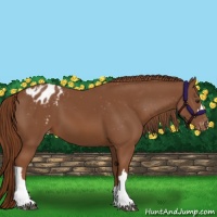 Horse Color:Chestnut Varnish 