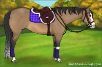 Horse Color:Bay Dun Splash 