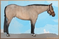 Horse Color:Bay Roan Dun Brindle 