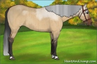 Horse Color:Brown Roan Dun Rabicano Brindle