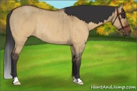 Horse Color:Brown Roan Dun Rabicano Brindle
