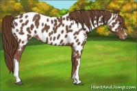 Horse Color:Chestnut Near Leopard 