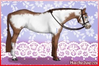 Horse Color:Chestnut Frame 