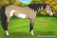 Horse Color:Brown Dun Frame