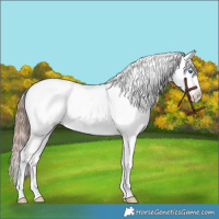 Horse Color:White Spotted Liver Red Dun Roan Splash Frame Appaloosa Rabicano