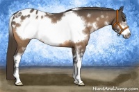 Horse Color:White Spotted Buckskin Sabino Frame Blanket Rabicano