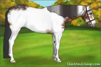 Horse Color:White Spotted Bay Frame Rabicano 