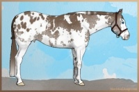 Horse Color:White Spotted Bay Splash Appaloosa Rabicano 