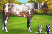 Horse Color:White Spotted Bay Appaloosa Rabicano 