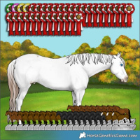 Horse Color:Bay Splash Tobiano Varnish Rabicano 