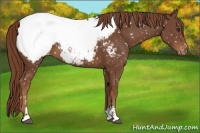 Horse Color:Chestnut Sabino Snowcap 