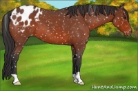Horse Color:Bay Roan Blanket 