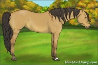 Horse Color:Buckskin Dun 