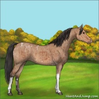 Horse Color:Bay Ice  and Bay Dun 