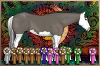 Horse Color:Smoky Grullo Splash