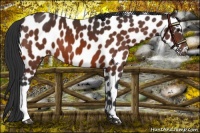 Horse Color:Bay Leopard 