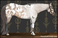 Horse Color:Bay Roan Dun Appaloosa 