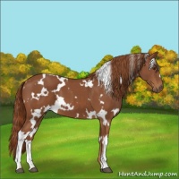 Horse Color:White Spotted Chestnut 