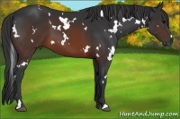 Horse Color:White Spotted Brown 