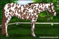 Horse Color:Chestnut Appaloosa