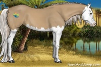 Horse Color:Palomino Splash