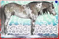 Horse Color:White Spotted Liver Red Onyx Ice Splash Rabicano 