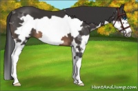 Horse Color:Brown Splash Frame 