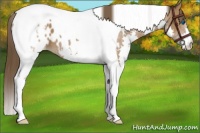 Horse Color:Bay Splash Tobiano Appaloosa 