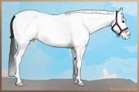 Horse Color:White Spotted Bay Tobiano 