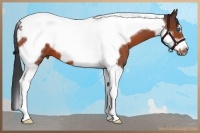Horse Color:Bay Tobiano Frame