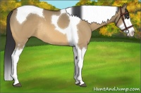 Horse Color:Buckskin Dun Sabino Splash Tobiano Rabicano