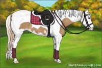 Horse Color:Palomino Sabino Splash Tobiano