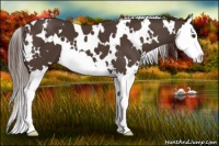 Horse Color:White Spotted Liver Chestnut Sabino Splash