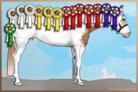 Horse Color:White Spotted Chestnut Sabino Splash Frame Appaloosa 