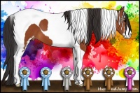 Horse Color:Bay Sabino Tobiano Appaloosa 