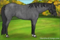 Horse Color:Blue Roan 