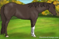 Horse Color:Liver Chestnut 