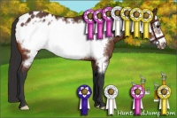Horse Color:Bay Frame Appaloosa 