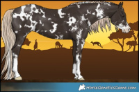 Horse Color:White Spotted Liver Chestnut Sabino