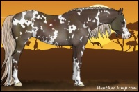 Horse Color:White Spotted Liver Chestnut Sabino
