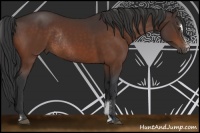 Horse Color:Brown Sabino Rabicano