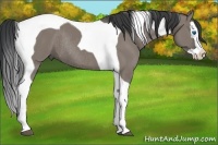 Horse Color:Grullo Splash Tobiano Rabicano