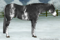 Horse Color:Gray White Spotted Black 