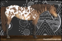 Horse Color:Buckskin Near Leopard 