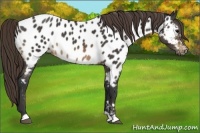 Horse Color:Buckskin Near Leopard 
