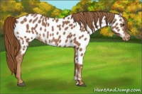Horse Color:Chestnut Near Leopard 