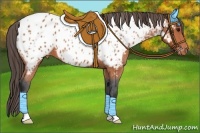 Horse Color:Bay Near Leopard