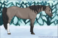 Horse Color:Grullo 