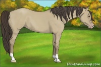 Horse Color:Classic Cream Champagne Dun 