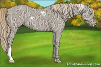 Horse Color:Perlino Ice 
